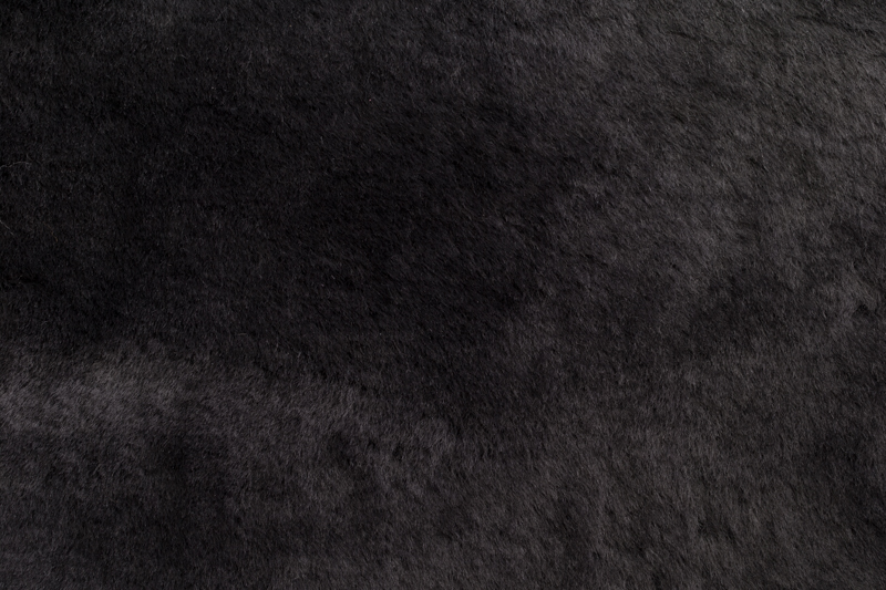 Dark Porpoise 1