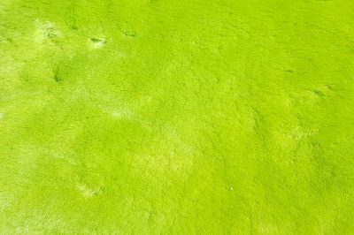 dynamic green