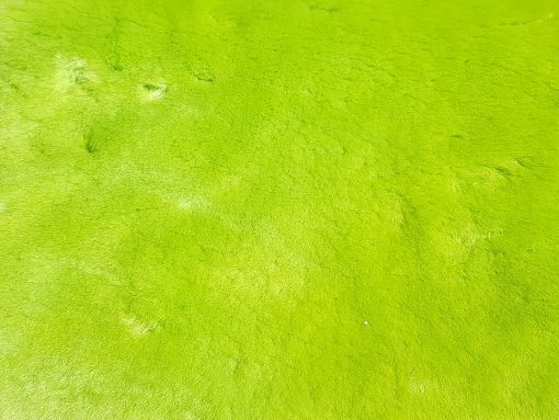 dynamic green